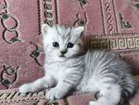 Котята Скотиш фолд страйтн шиншилла серебристая
