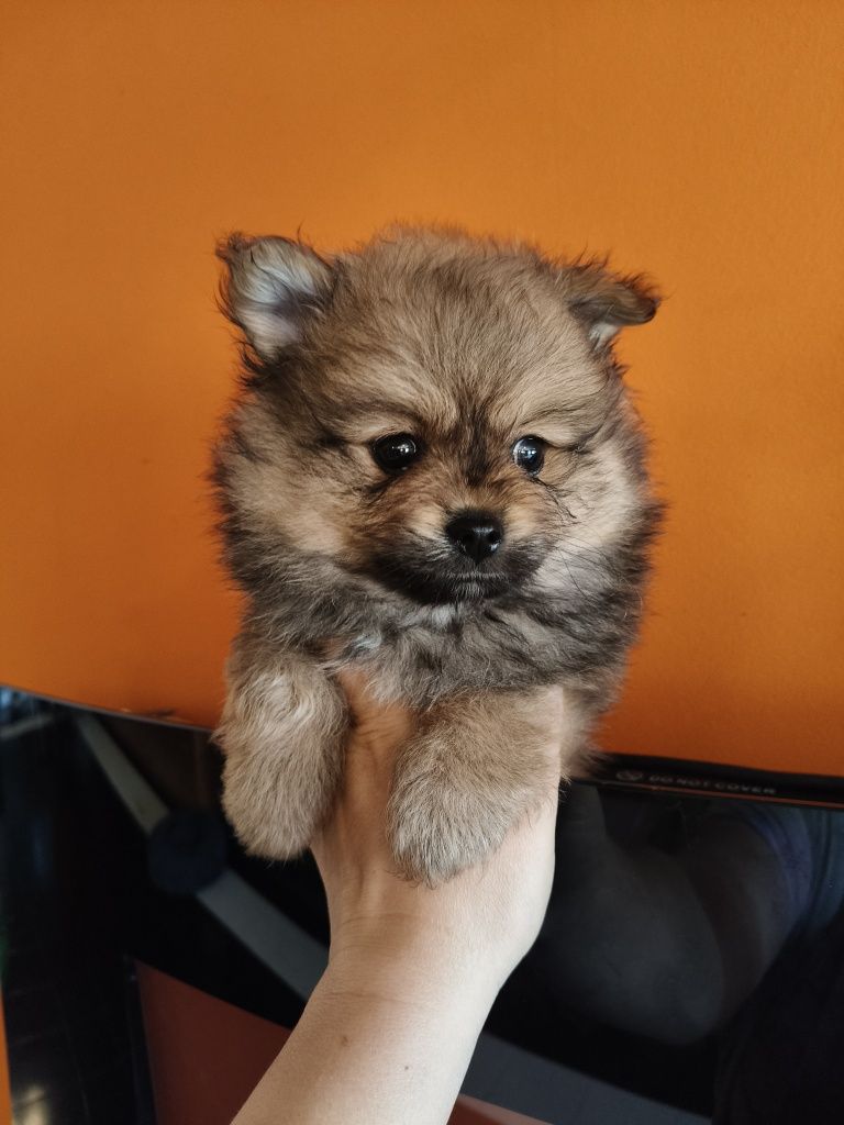Spitz alemão masculino