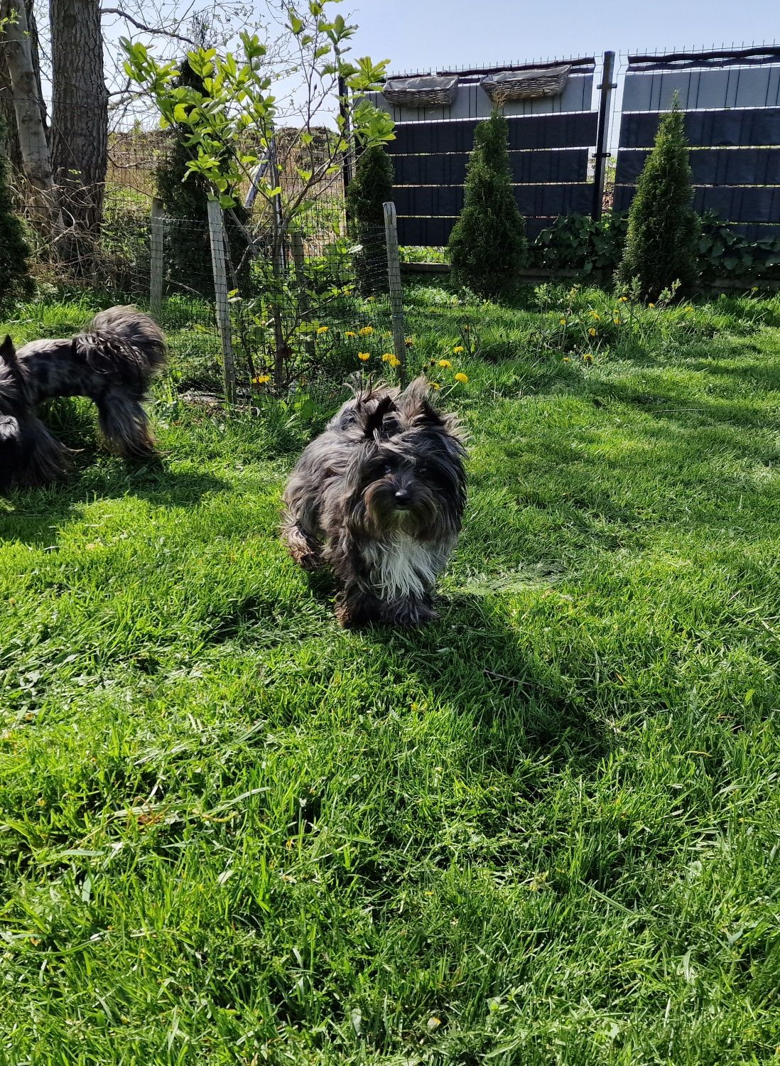 **NAJPIEKNIEJSZY** chłopczyk Blackberry Yorkshire terrier