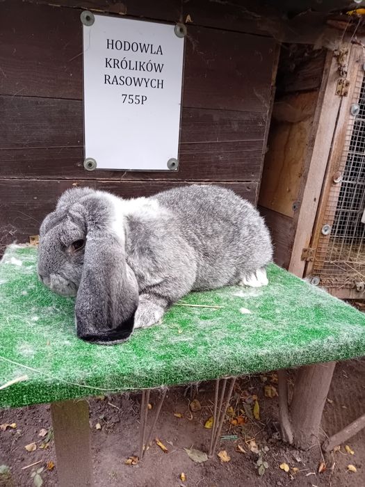 Samiec baran francuski szynszylowy z rodowodem