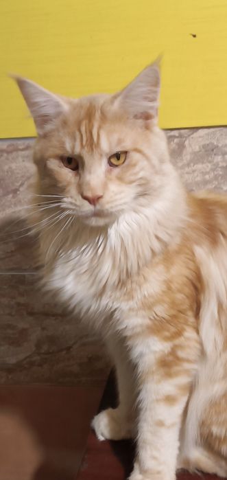 Шикарний кіт Мейн кун на вязку