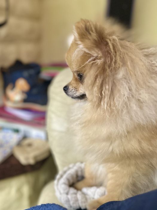 Pomeranian szpic miniaturowy FCI ZKwP