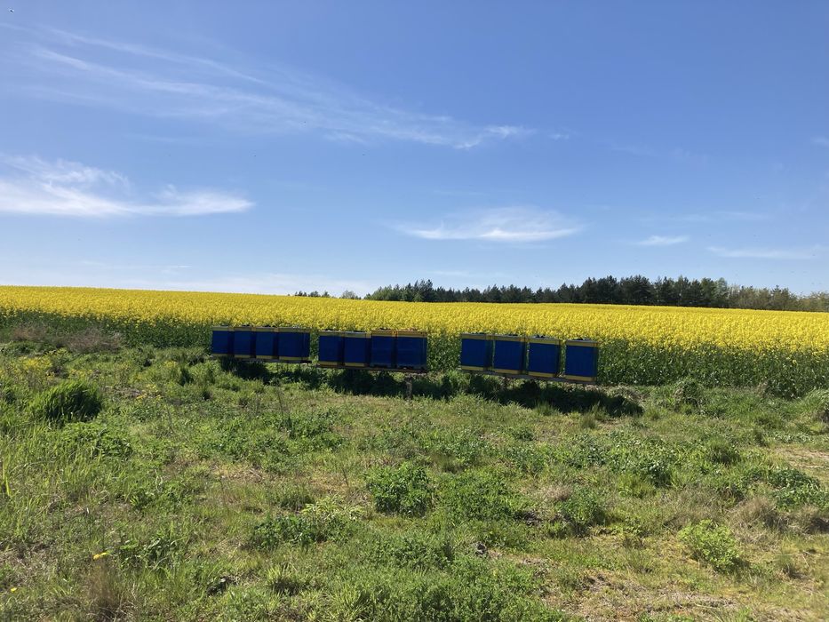 Pyłek pszczeli 600 gram, z własnej pasieki, sezon 2025