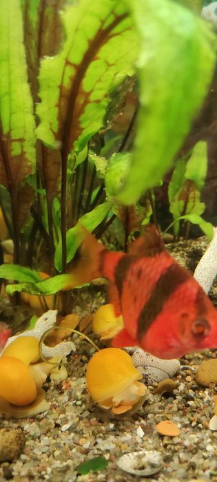 Ампулярія жовта равлик