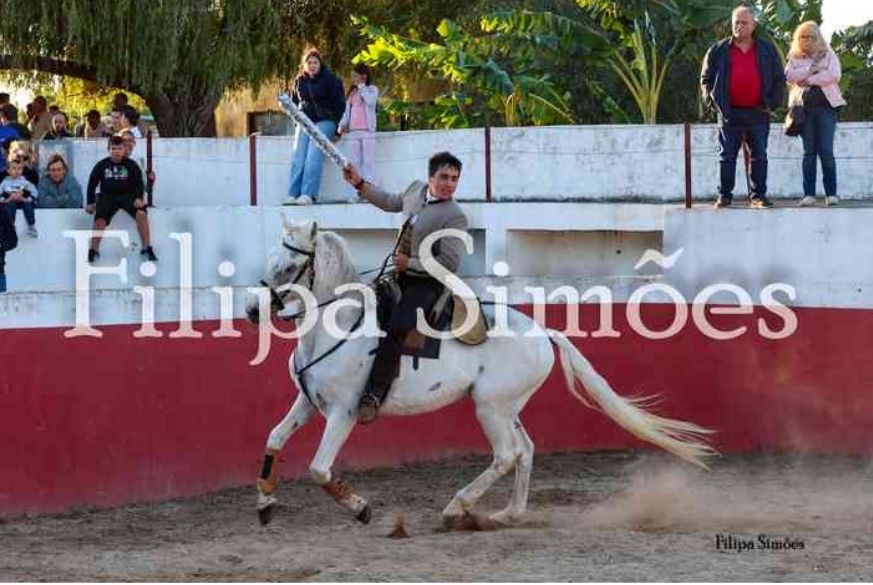 Vendo cavalo cruzado.
