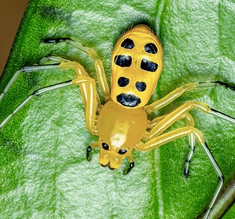 PIKACHU SPIDER Platythomisus octomaculatus pająk skakun