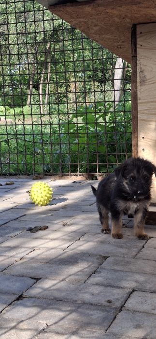 УВАГА!, ШАРА,Роздаю безкоштовно цуценят німецької крові