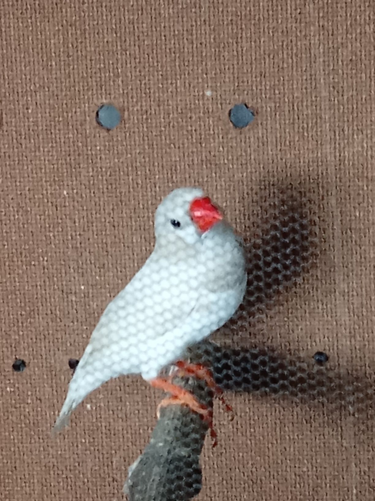 Mandarim macho branco