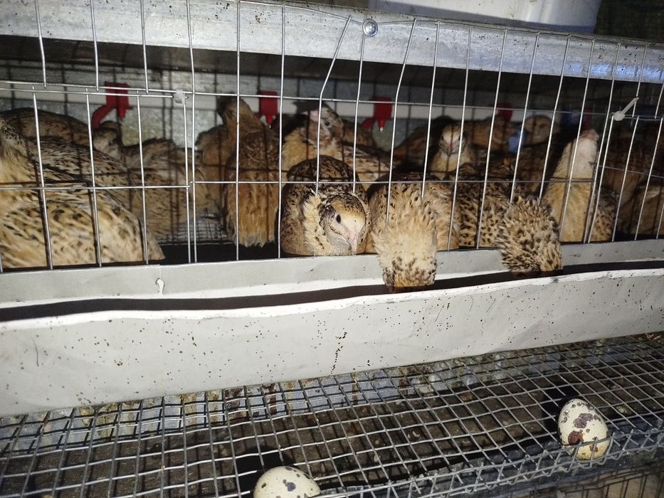 Инкубационное перепелиное яйцо Феникс