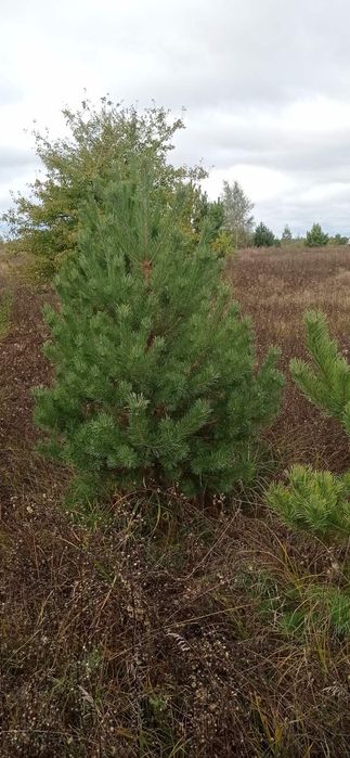 Сосна новорічна, опт