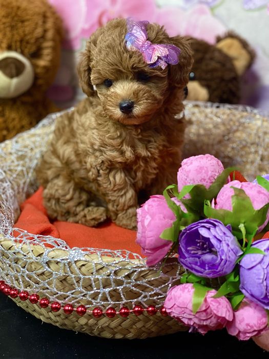 Мальтіпу F2‼️Дівчинка- красунечка‼️