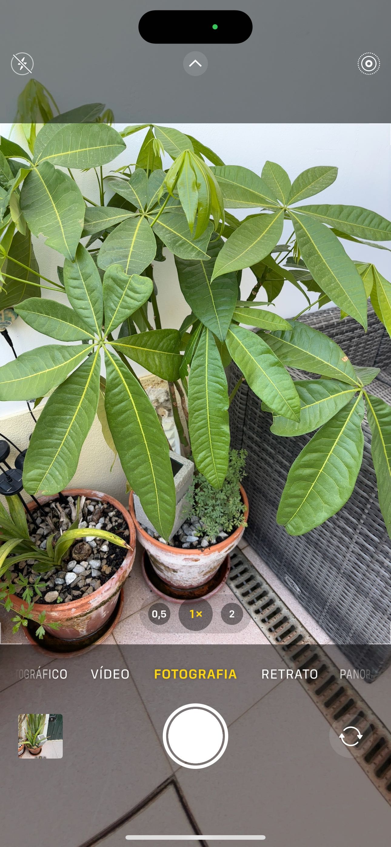 Pachira aquatica | Árvore-do-dinheiro