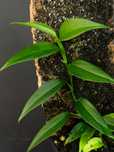 Philodendron sp. „green spear”, terrarium, vivarium, paludarium
