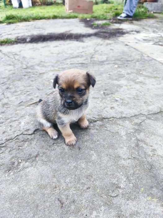 Oddam pieski szczenięta - porzucone 3 suczki