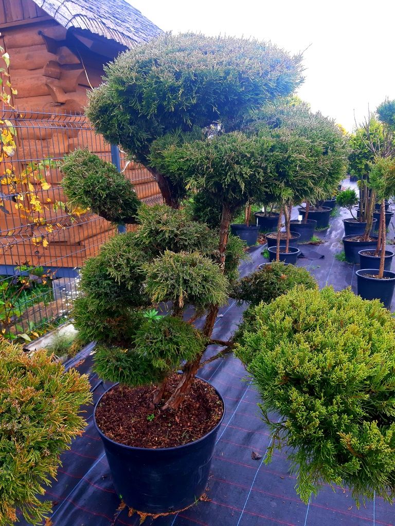 Jałowiec Bonsai Niwaki 140-200cm! Sosna klon szmaragd laurowiśnia!