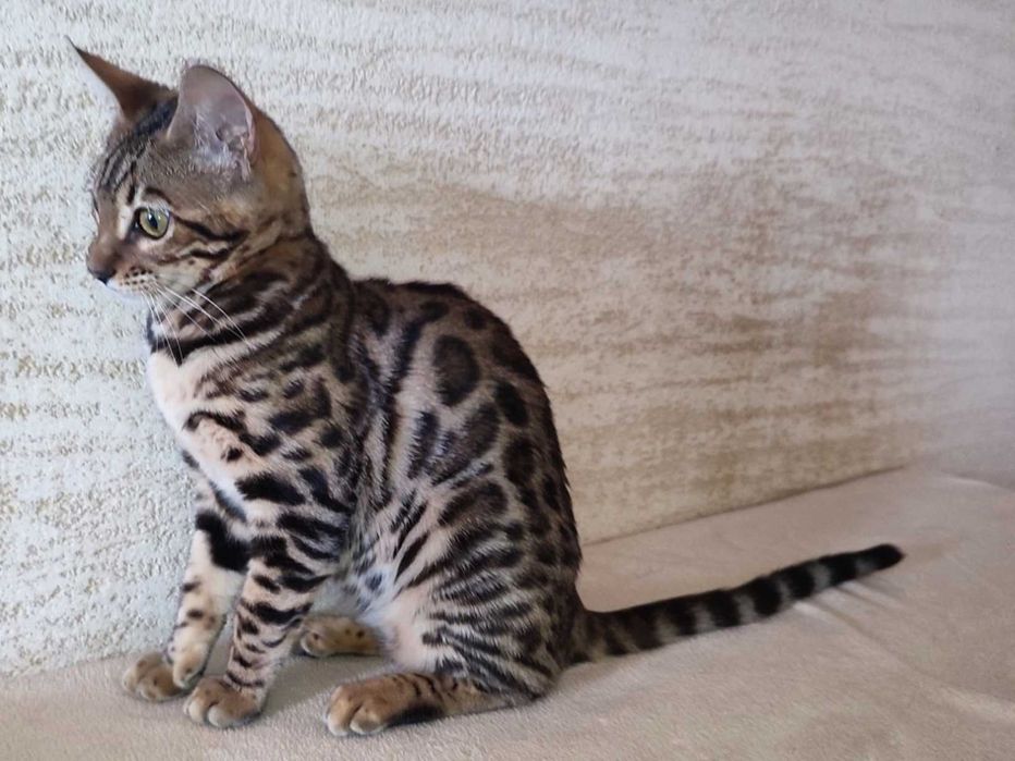 Kotka bengalska Savita - 7 miesięczna