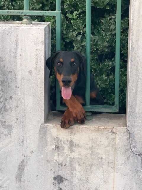 Cachorro Doberman excelente exemplar e caracter