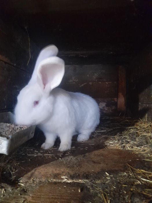 Продам самця білий панон