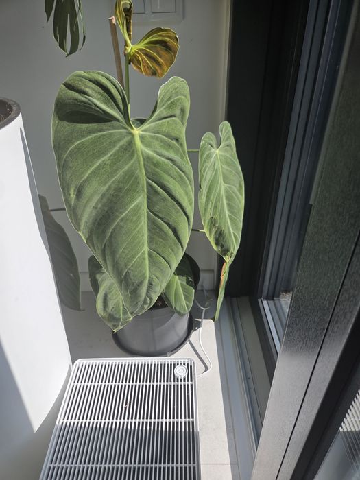 Filodendron melanochrysum ukorzenione