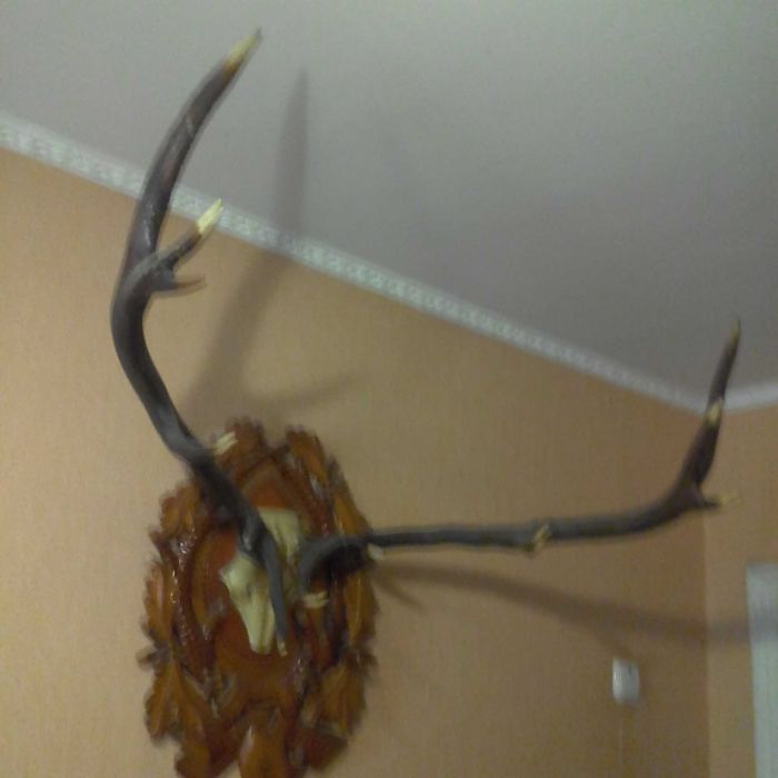 рога оленя на стену