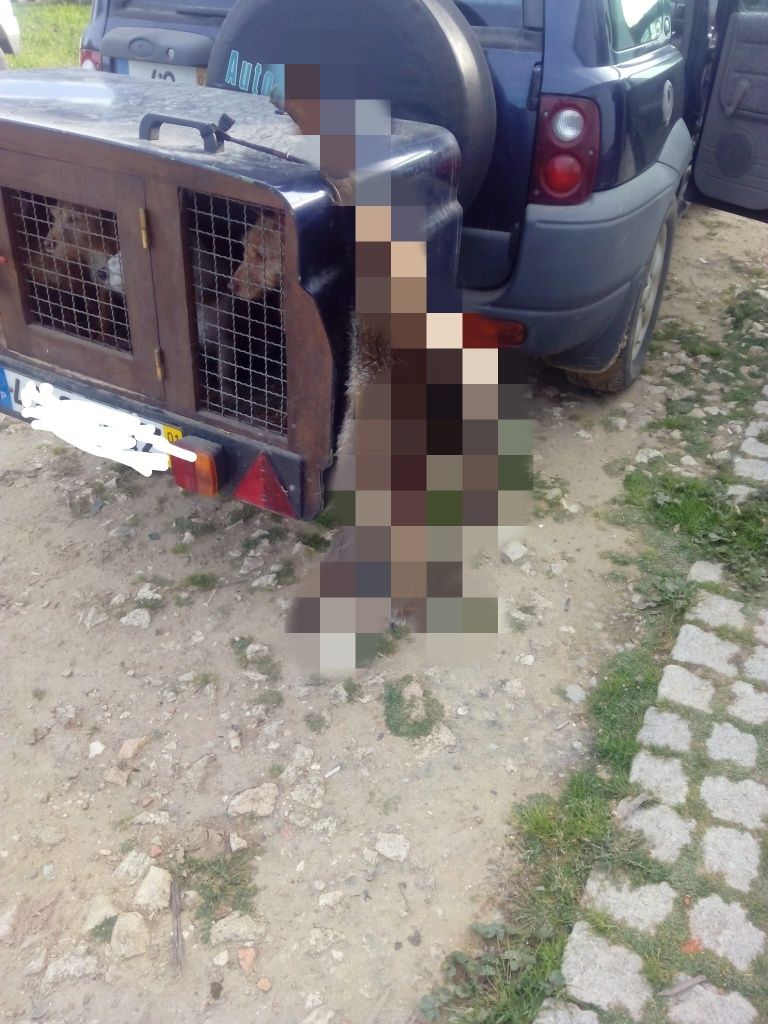 Atrelado suspenso para transporte de cães