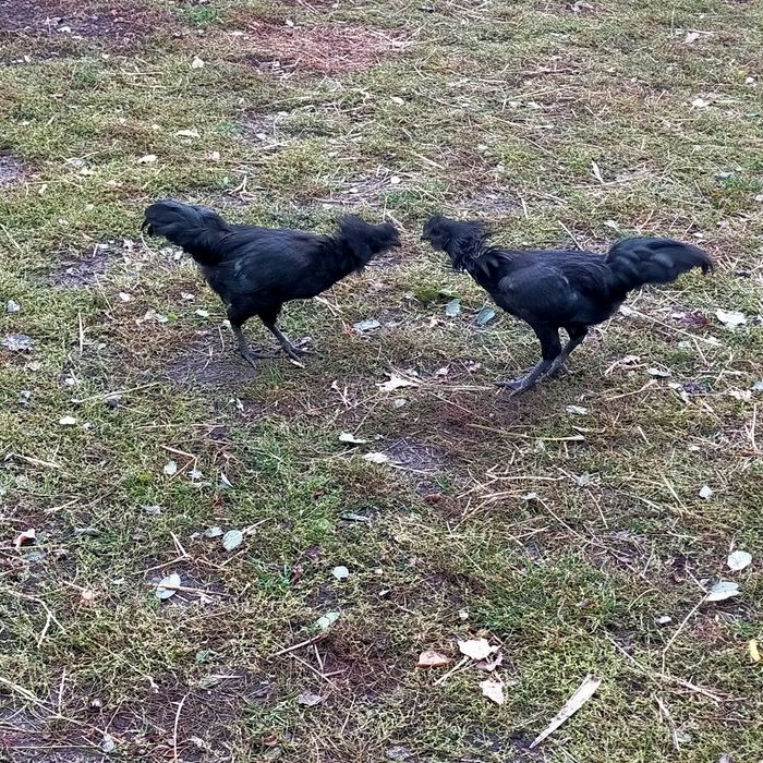 Ayam Cemani, młode koguty