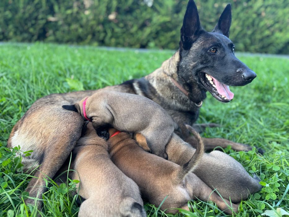 Szczeniak Owczarek Belgijski Malinois FCI