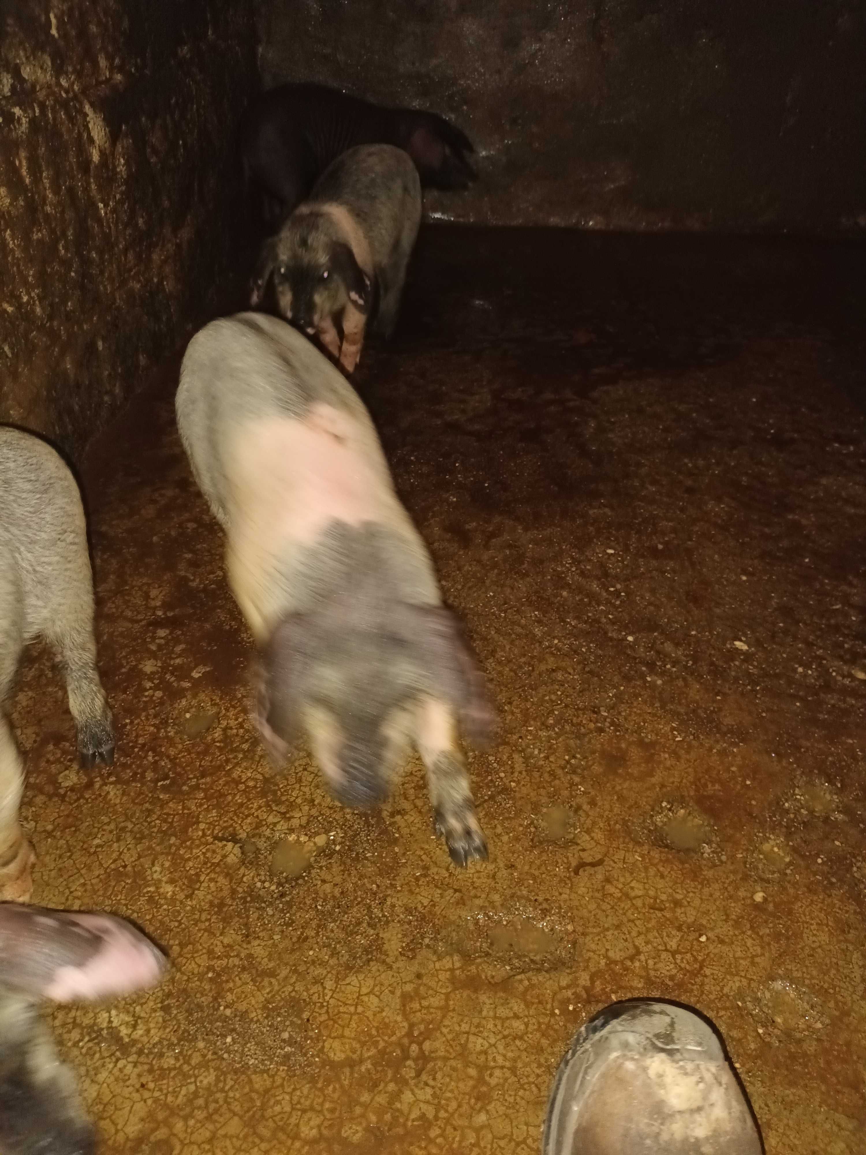 Vendo leitaos con 4 meses boa raca bissaro