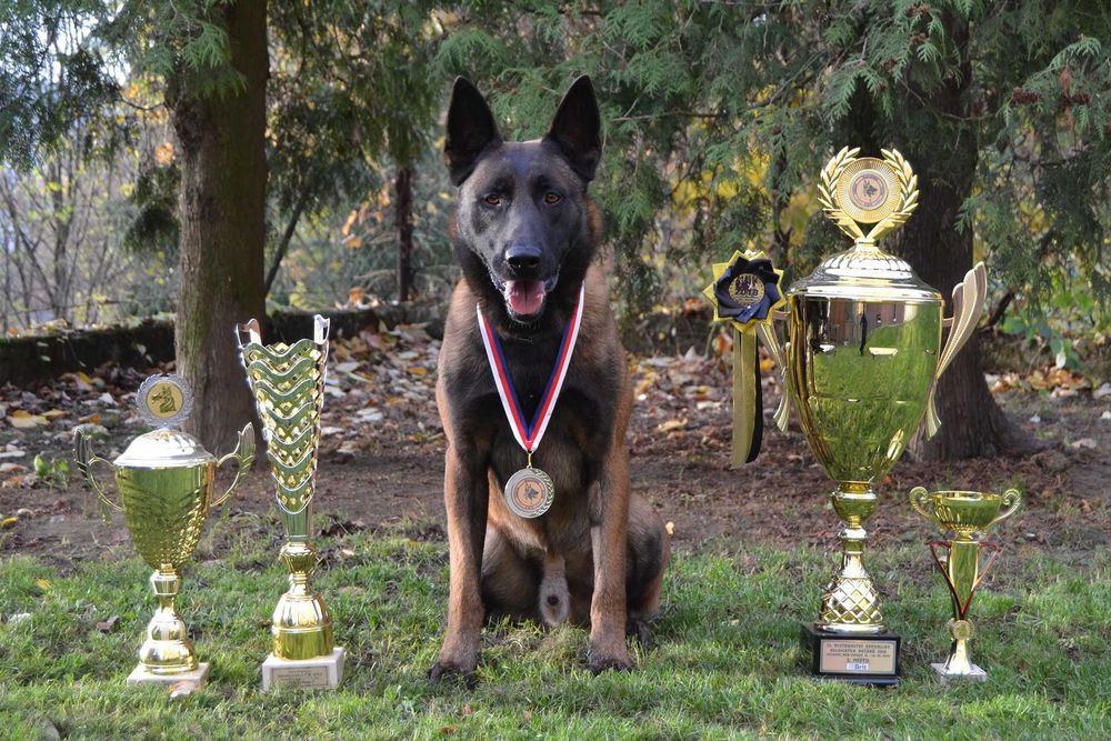owczarek belgijski -malinois fci