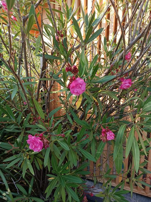 Oleander  różowy o podwójnych kwiatach