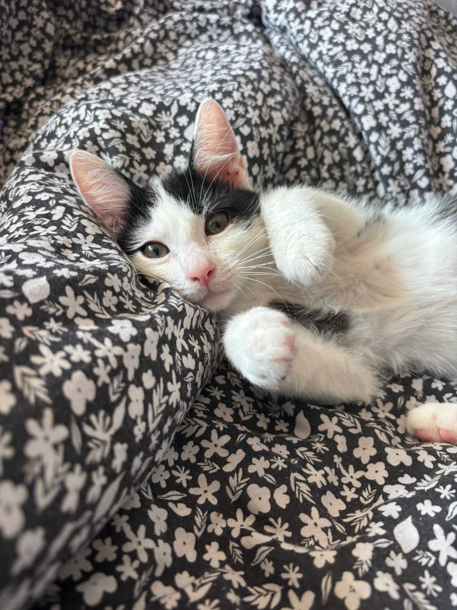 Eryk poleca się do adopcji