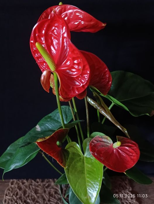 Антуріум,,Madural,,