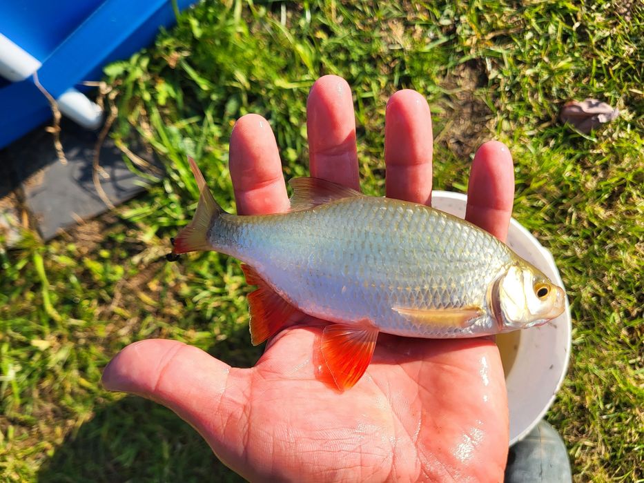 Płotka wzdręga krasnopiórka