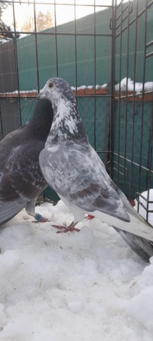 Gołębie pocztowe