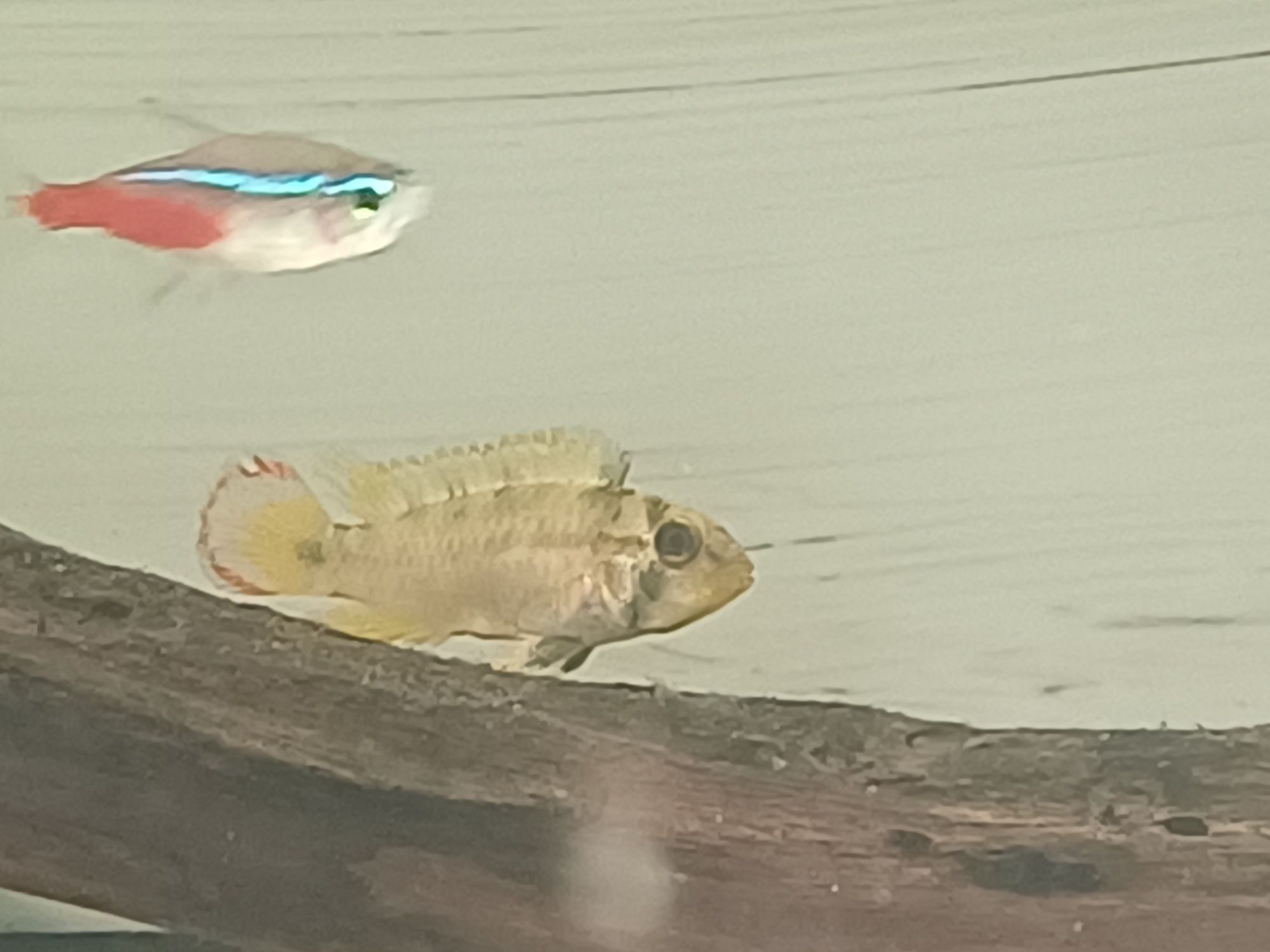 Pielęgniczka panduro (Apistogramma panduro)