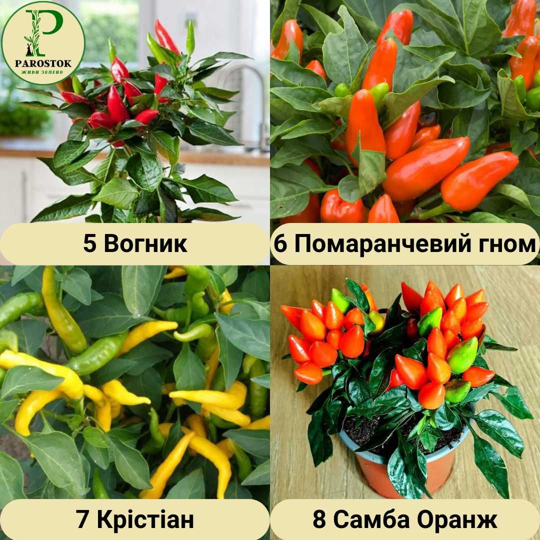 Колекція. Перець Кімнатний. Стручковий. Гострий. Капсикум (Capsicum).