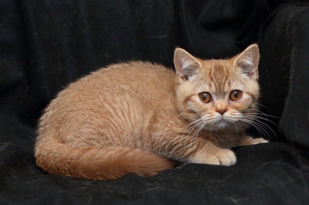 Британське кошеня — цинамон тікований, рідкісне забарвлення!