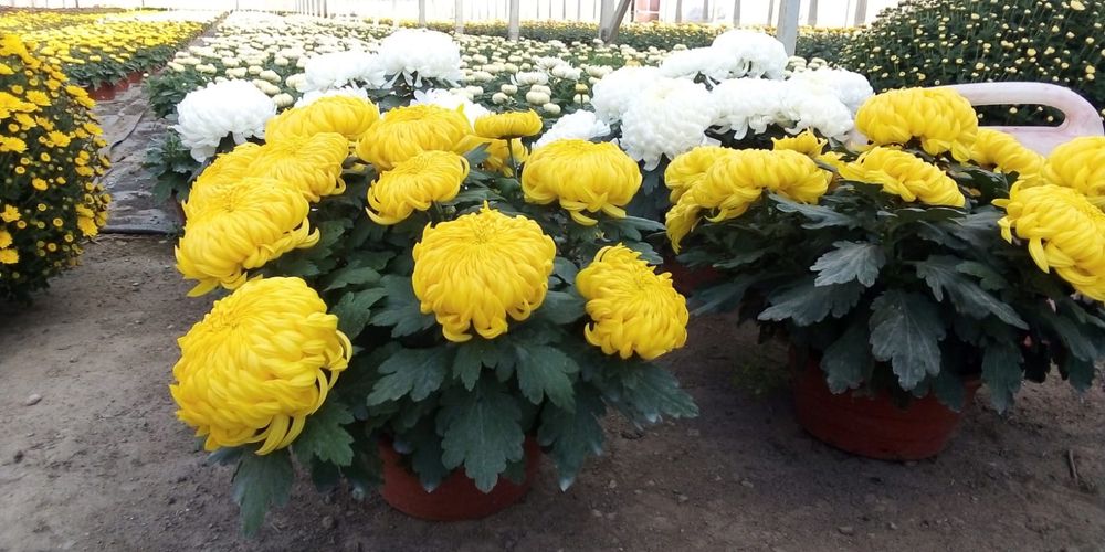 Chryzantemy producent HURT/DETAL