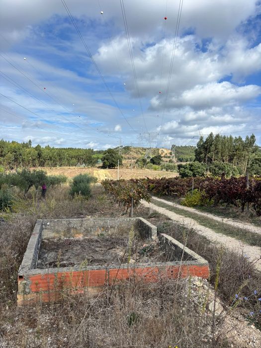 Terreno com 130 oliveiras amanhadas