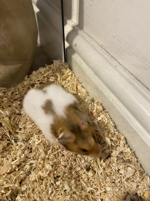 Sprzedam chomika dziewczynke