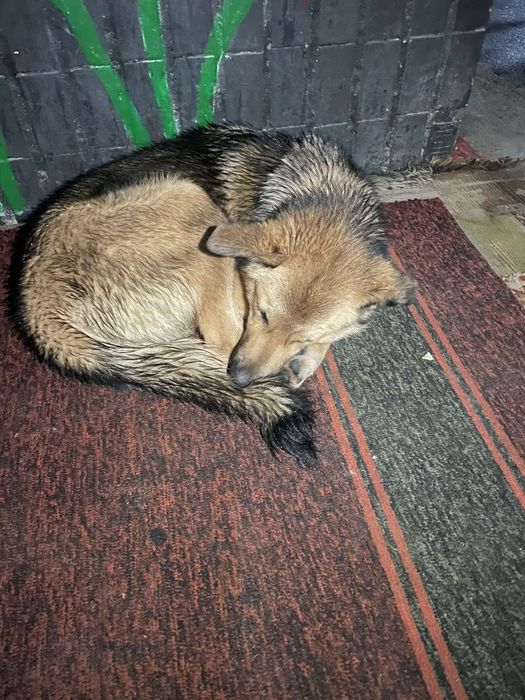 Замечен пес, Гагарина, зерновая