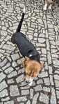 Beagle , sunia z rodowodem