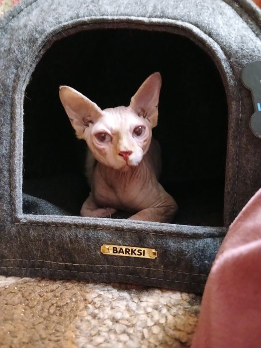 Продаются Донской сфинкс котята