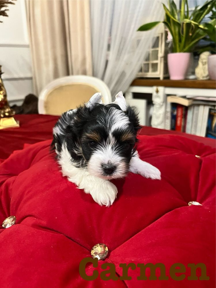 Suczka Yorkshire Terrier Biewer