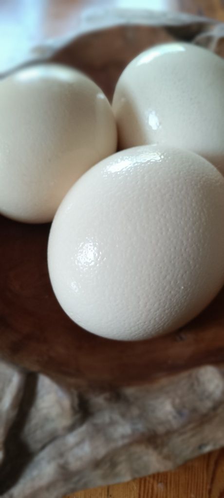 Strusie jaja ekologiczna hodowla