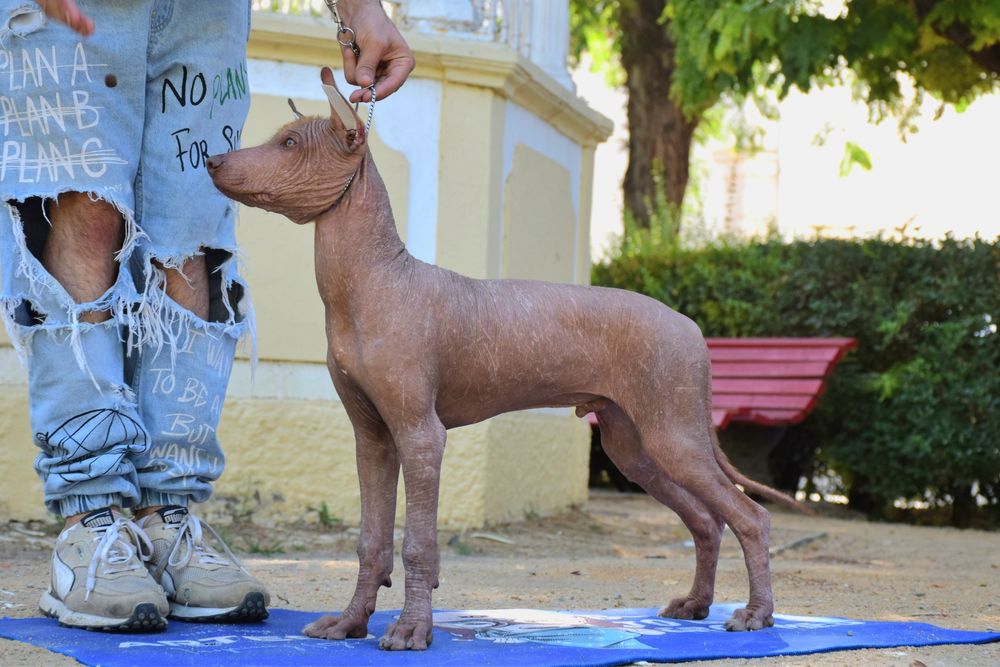 Cão Sem Pelo do Mexico (Standart)