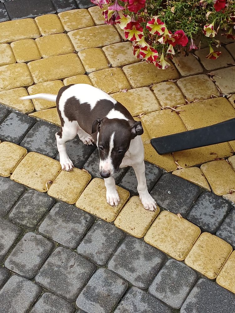 Chart Angielski Whippet śliczny piesek