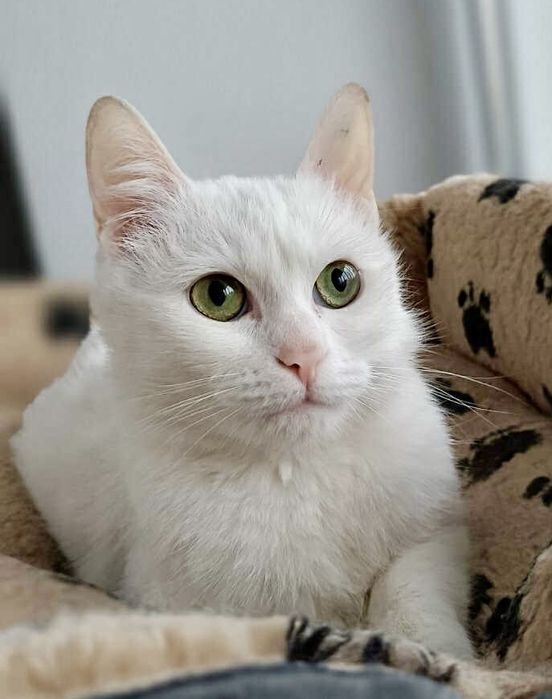 Белая кошка 1год біла кішечка белоснежная зеленоглазая кішечка