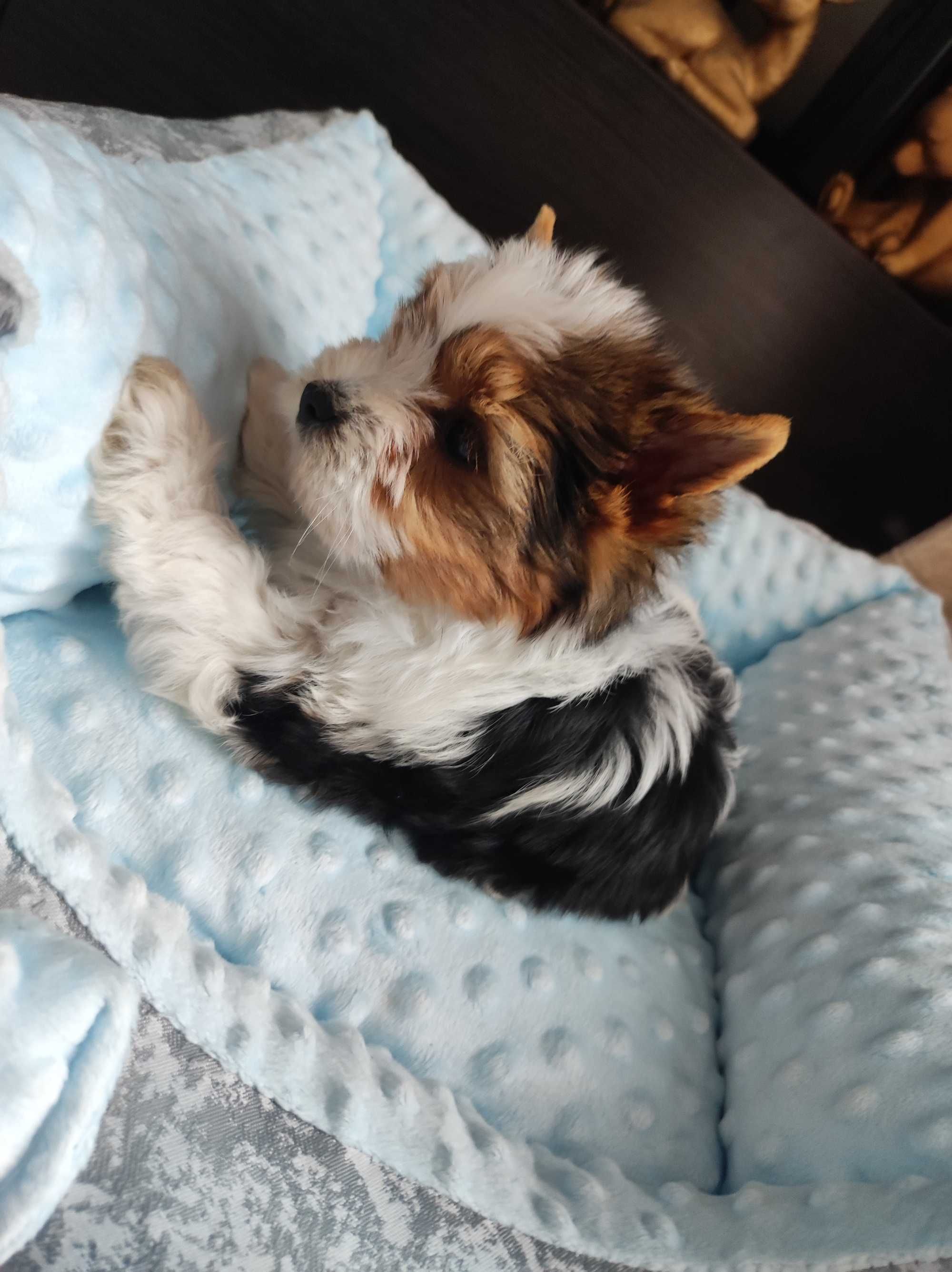 Yorkshire terrier