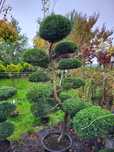 Bonsai Niwaki, drzewka formowane
